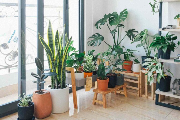 plant care
